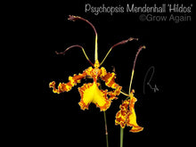 Load image into Gallery viewer, Psychopsis Mendenhall &#39;Hildos&#39;
