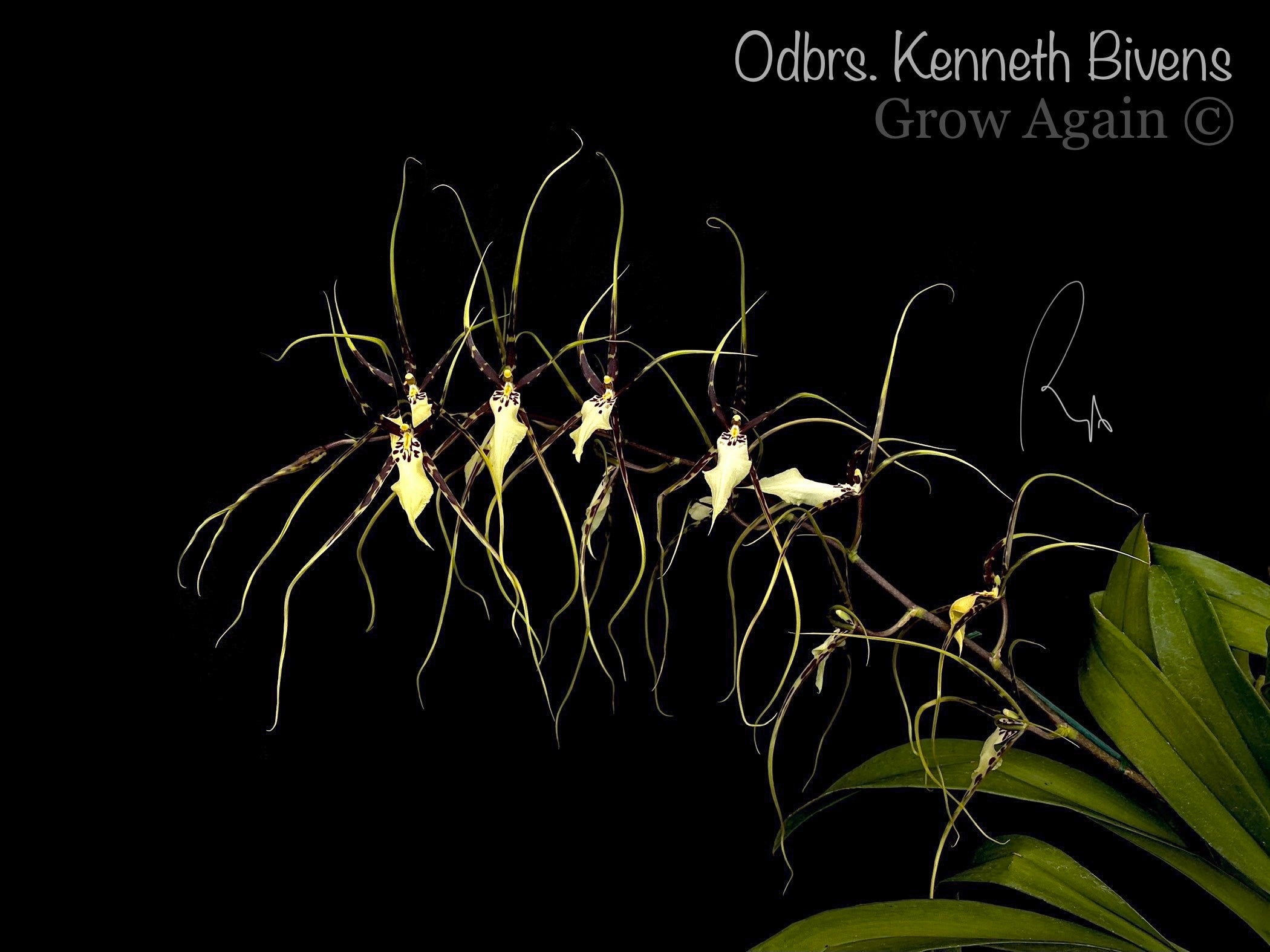 Odbrs. Kenneth Bivens