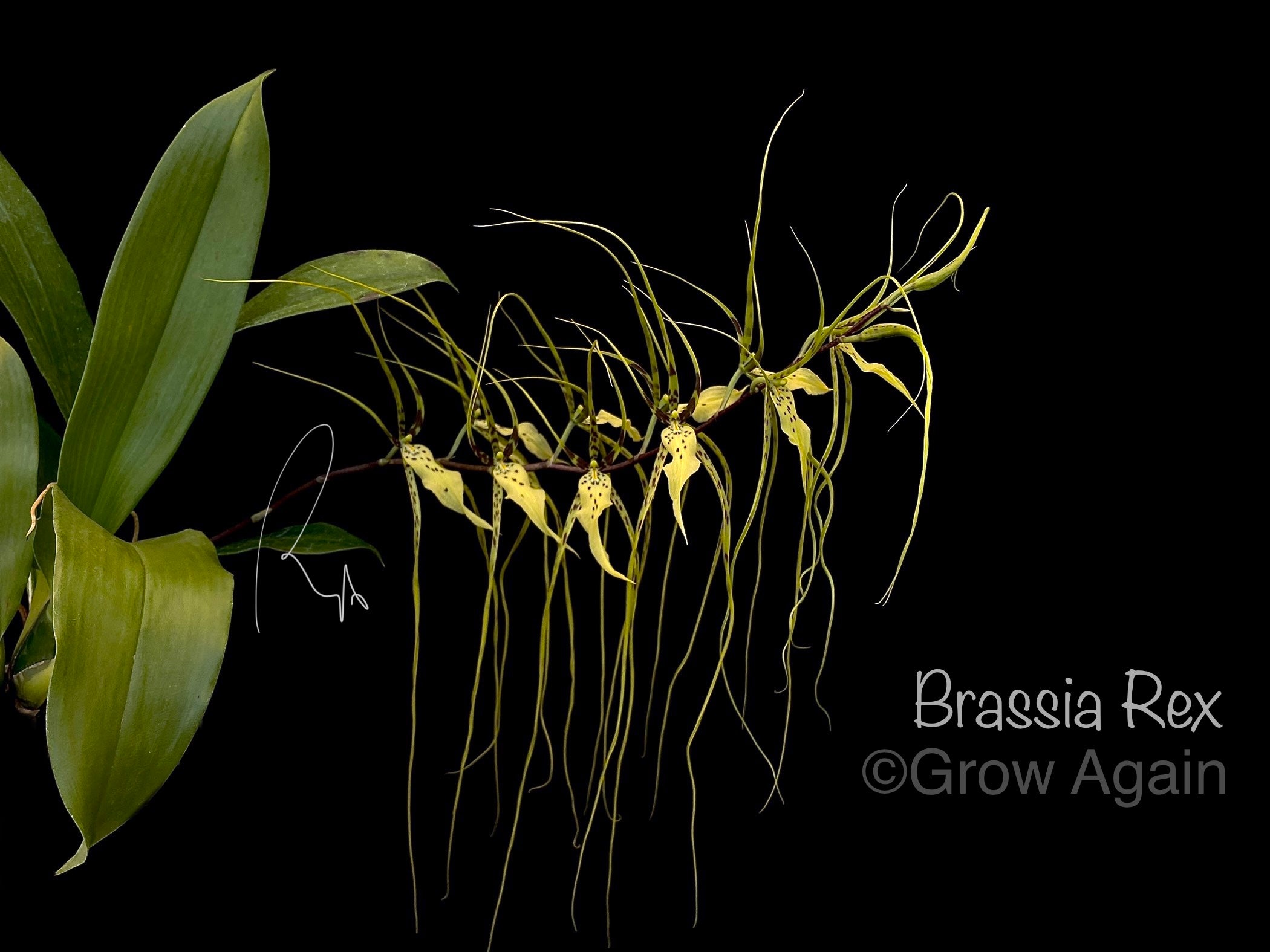 Brassia Rex