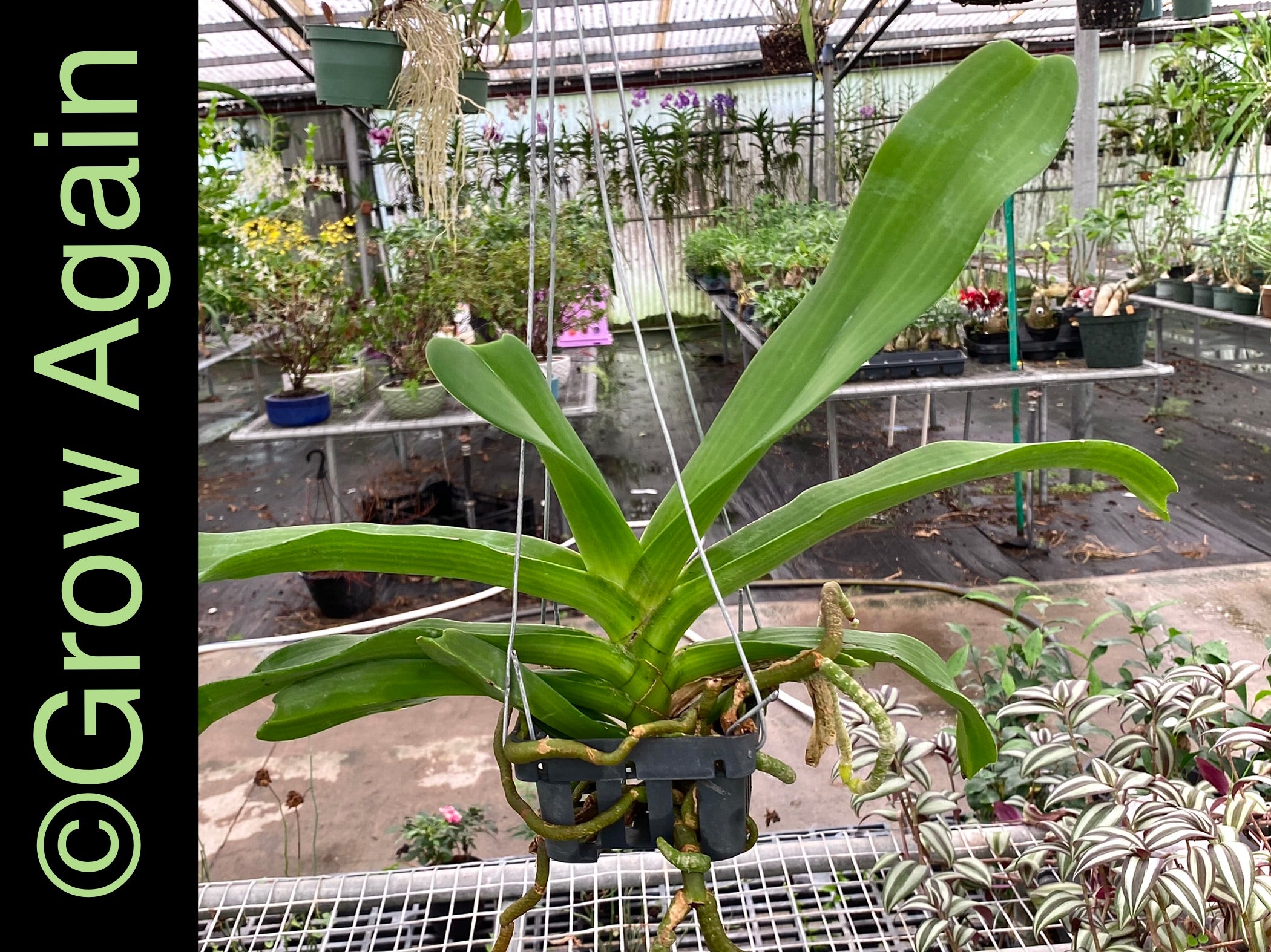 Rhy. Gigantea 'Red'