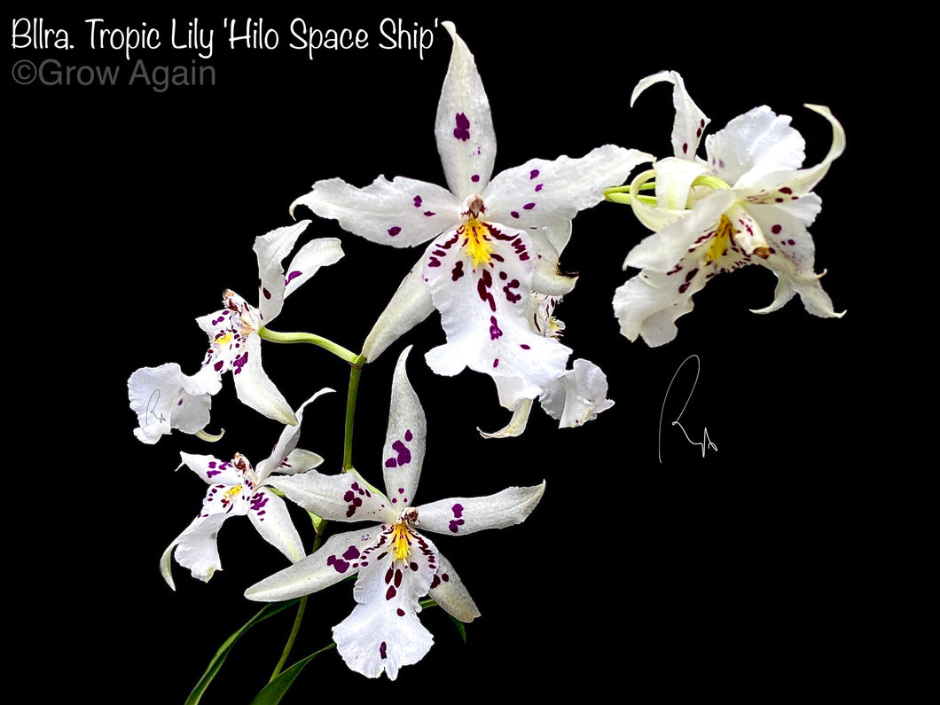 Bllra. Tropic Lily 'Hilo Space Ship'