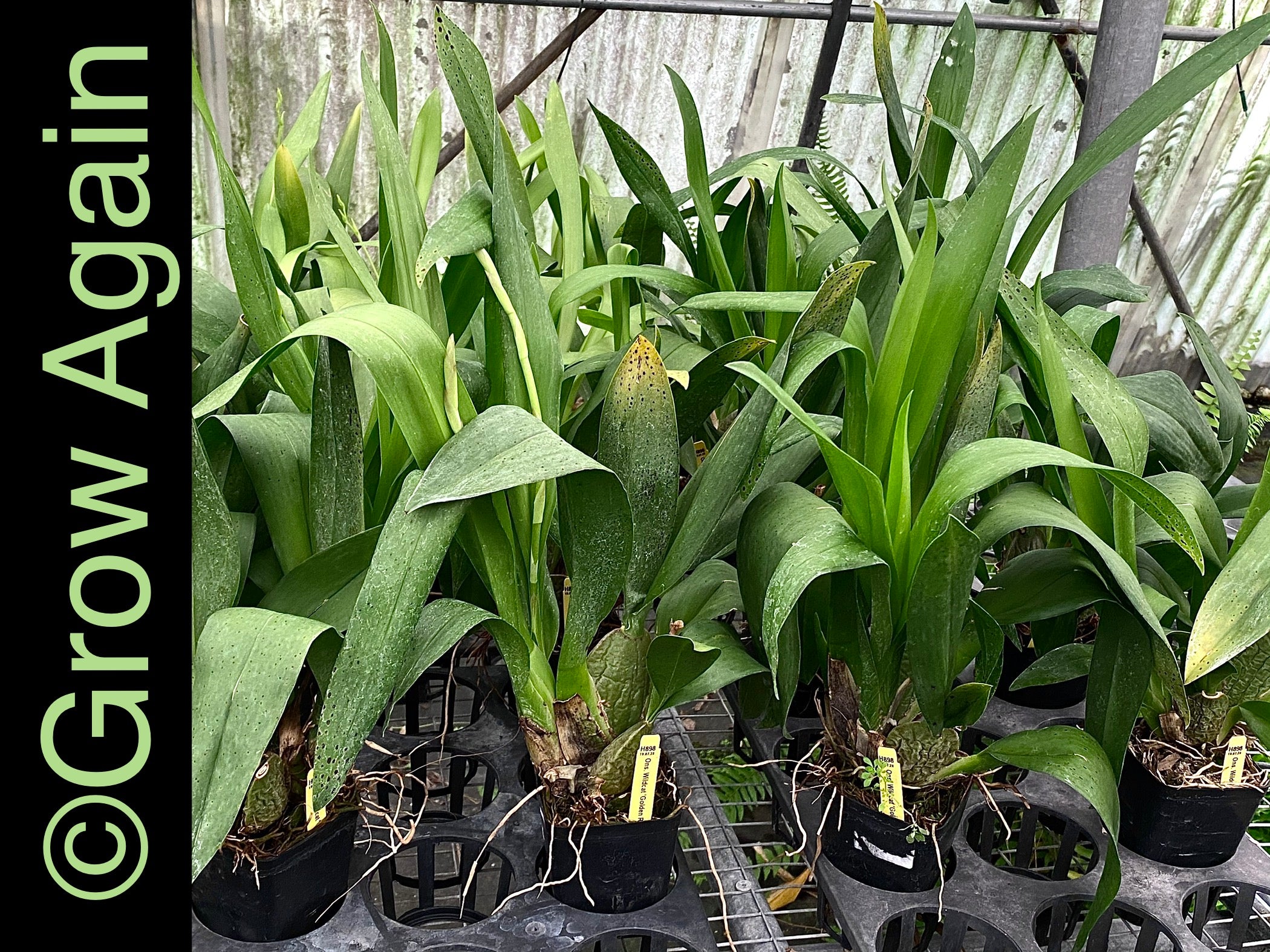 Brassia Rex