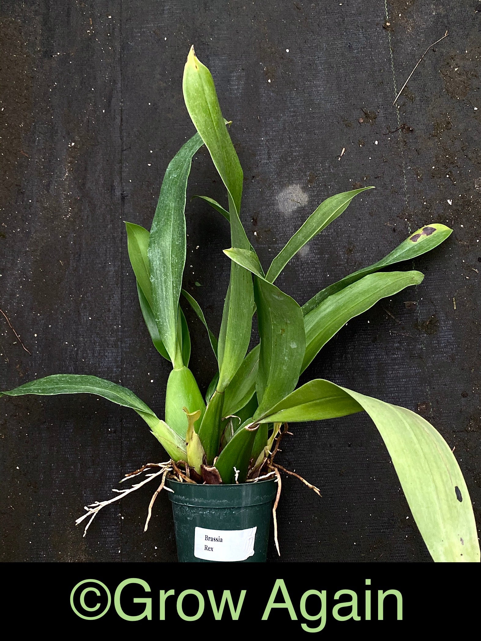Brassia Rex