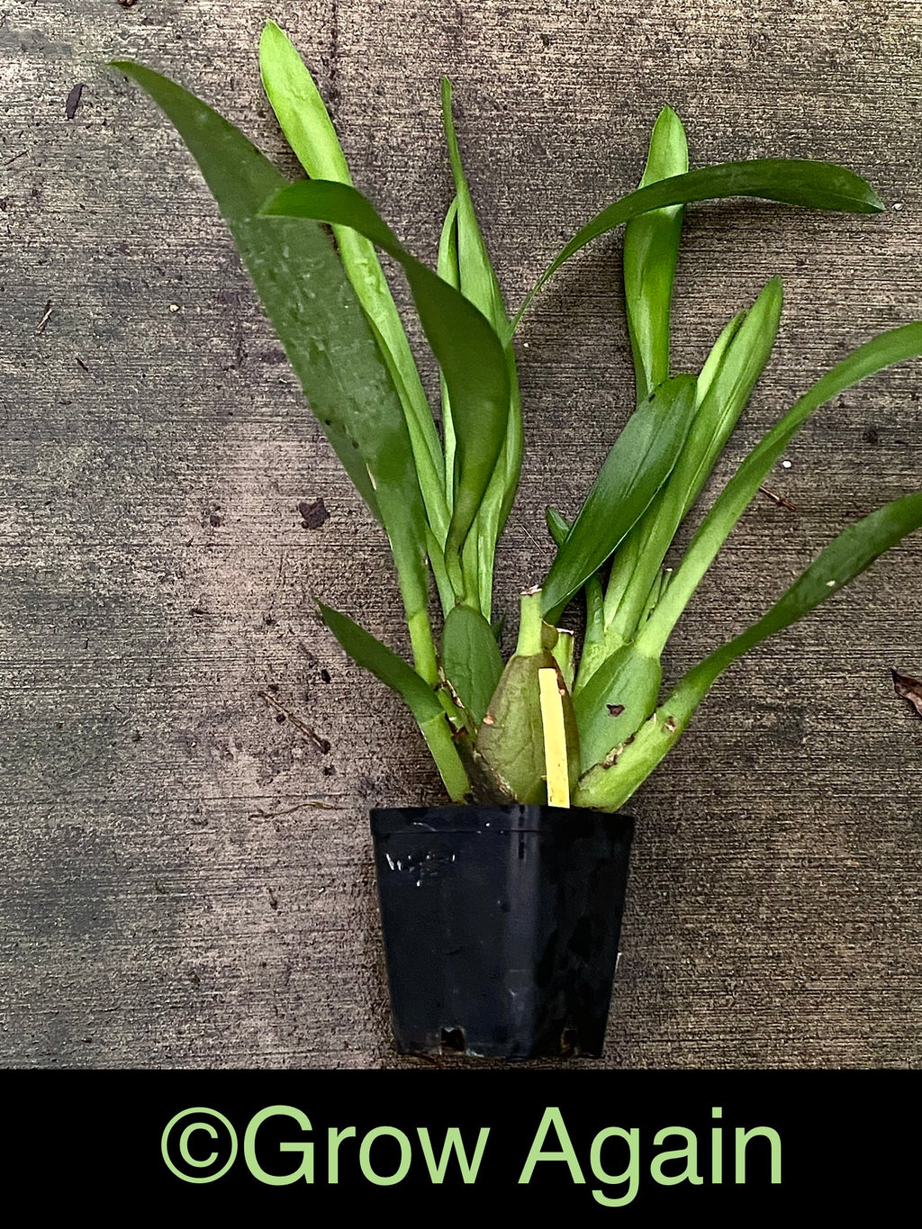 Bllra. Big Shot 'Hilo Sparkle'