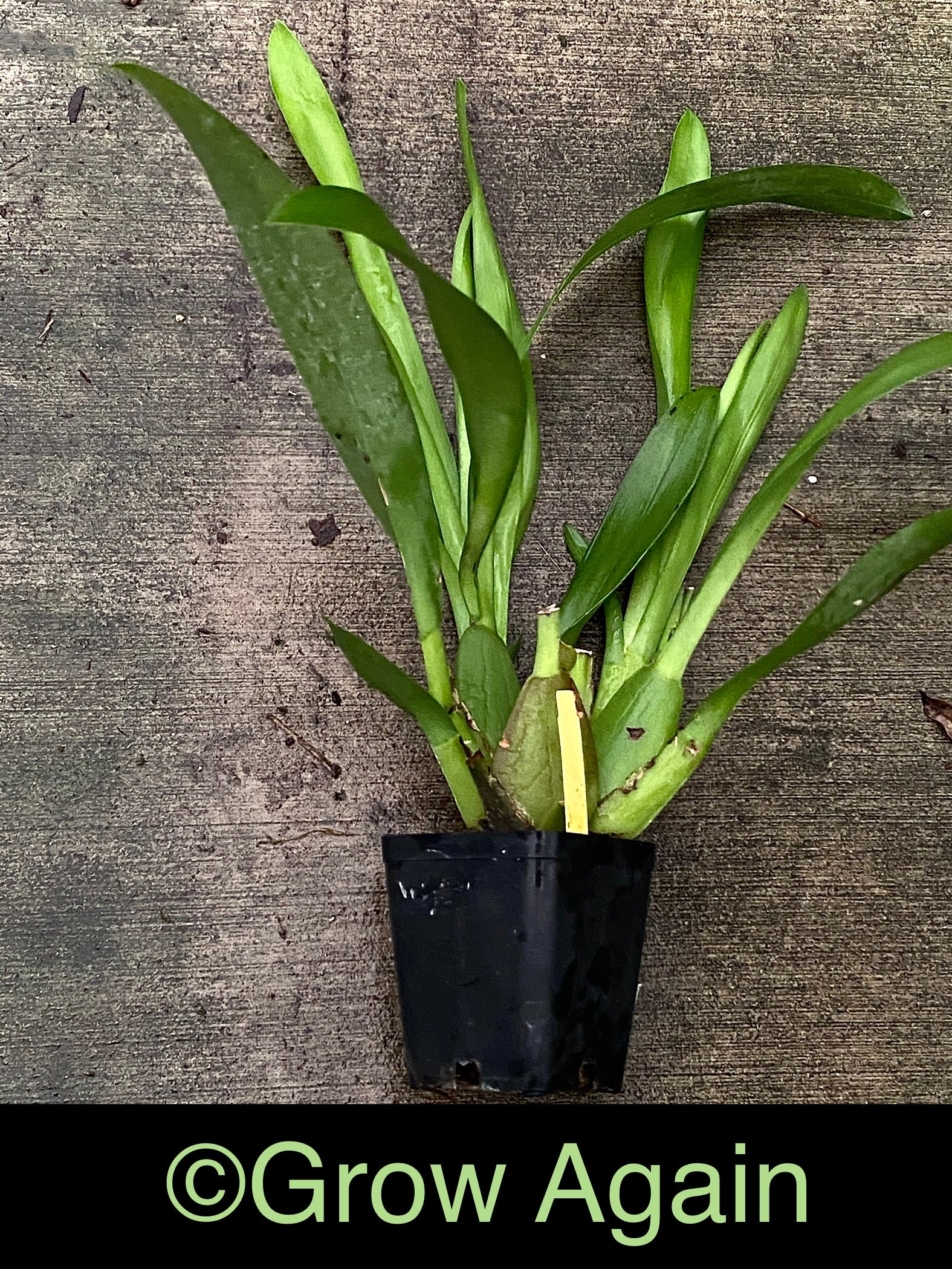 Bllra. Big Shot 'Hilo Sparkle'
