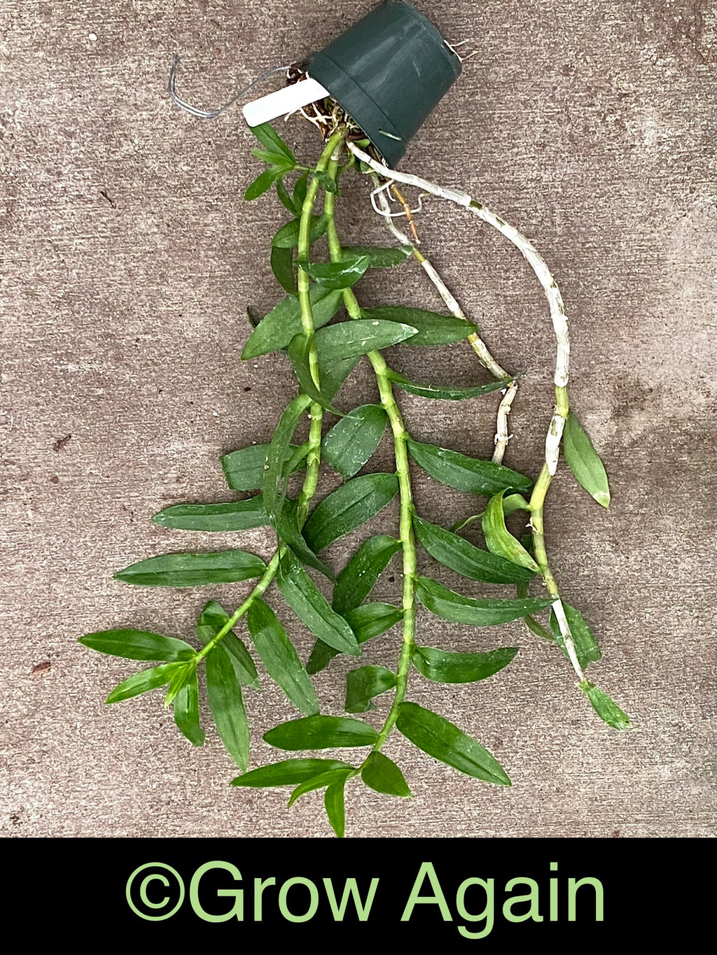 Den. Paul Mito