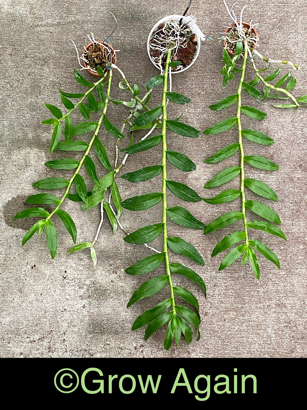 Den. Anosmum var. alba 'SU'