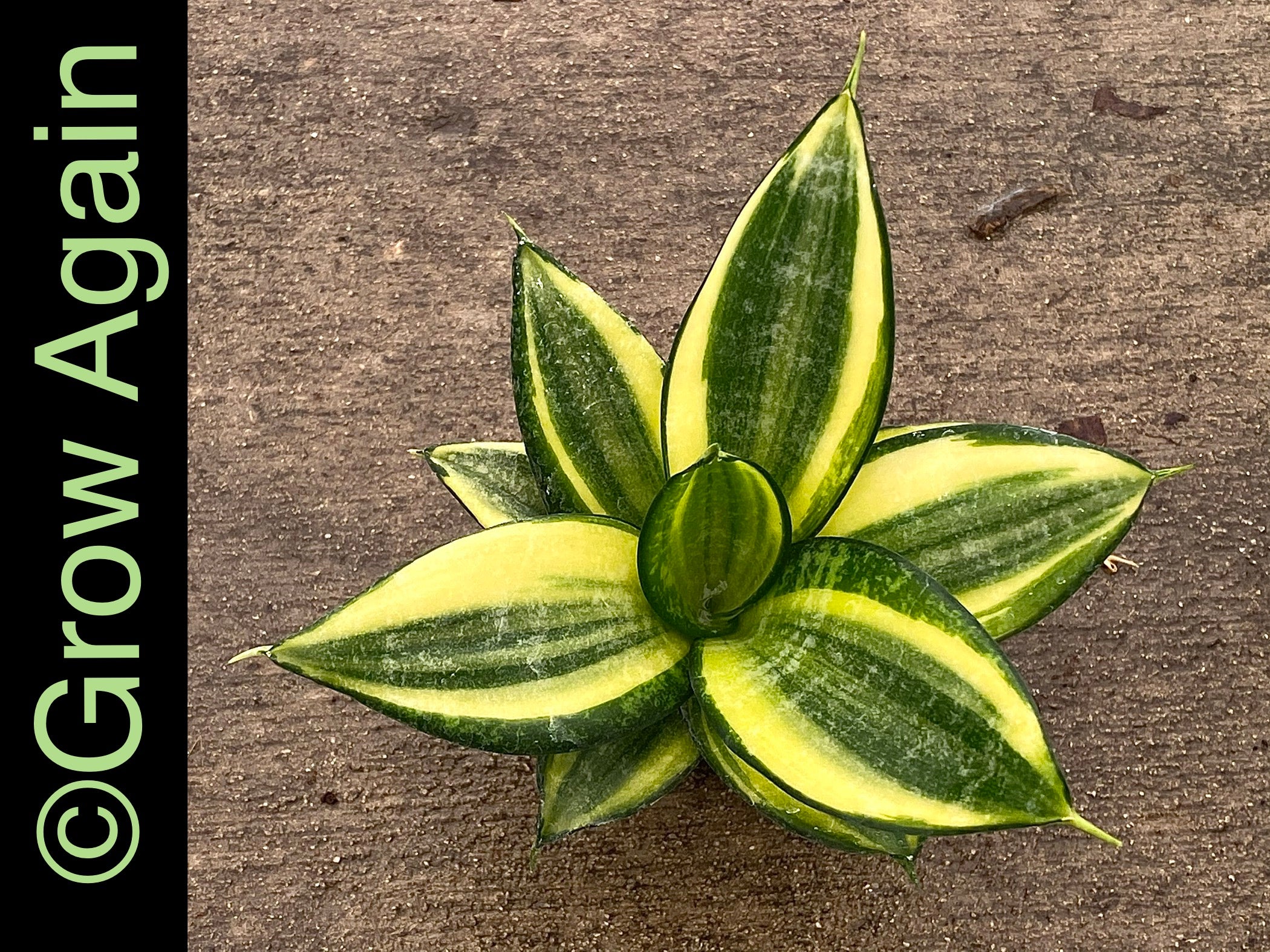 Sansevieria Golden Hahnii