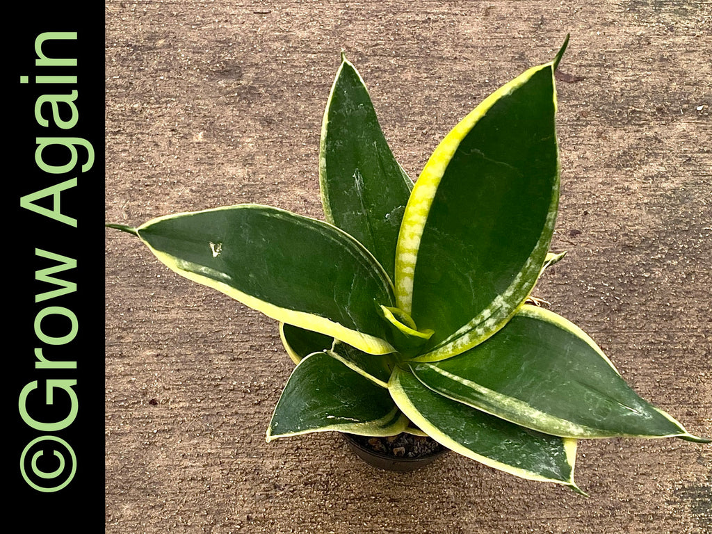 Sansevieria Jade Pagoda