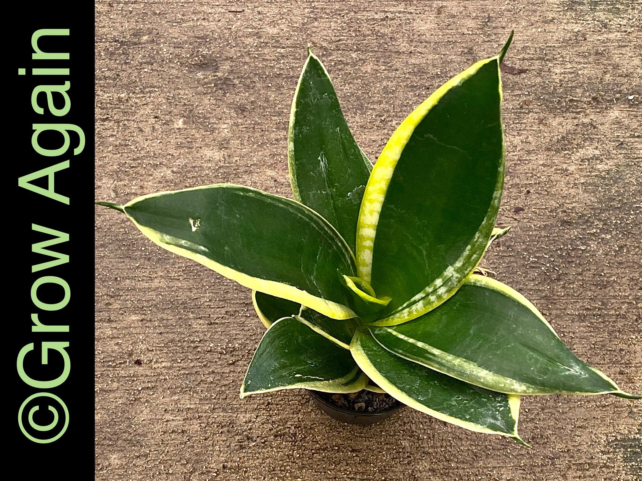 Sansevieria Jade Pagoda