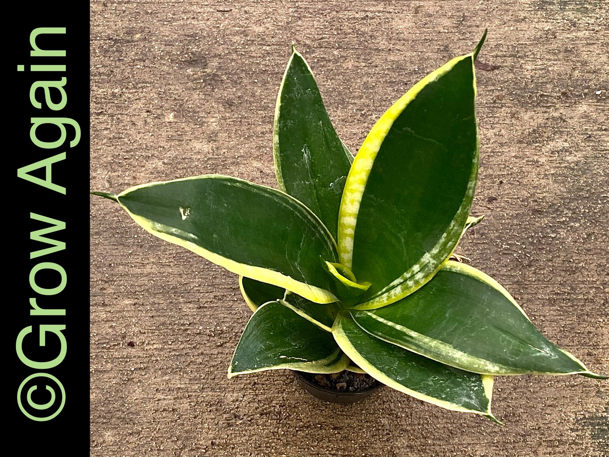 sansevieria shop Sansevieria 'Silbersee' Plant – Buy Now! – Ladybird Nursery main image 0