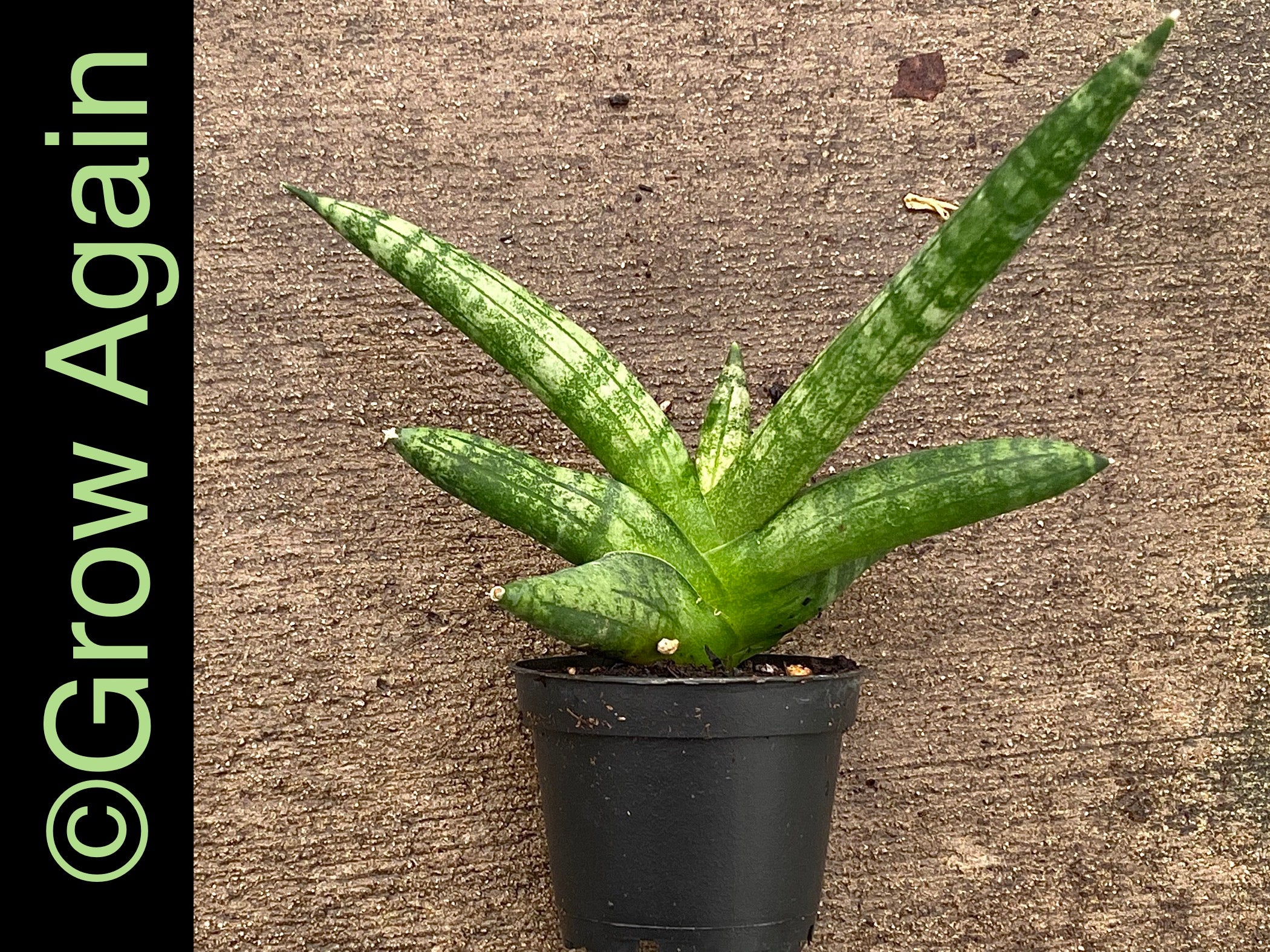 Sansevieria Boncellensis