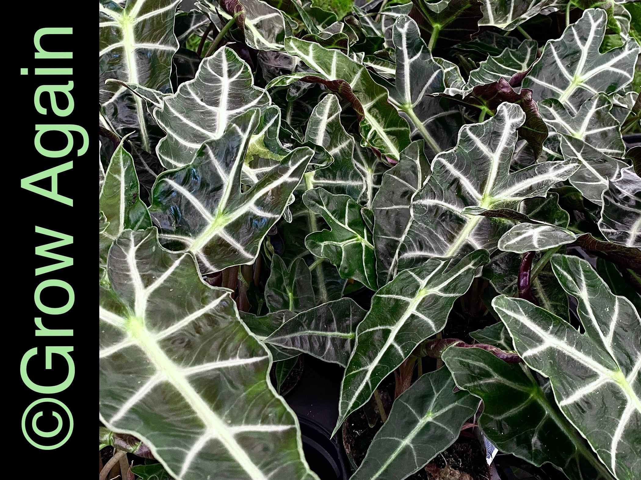 Alocasia Polly