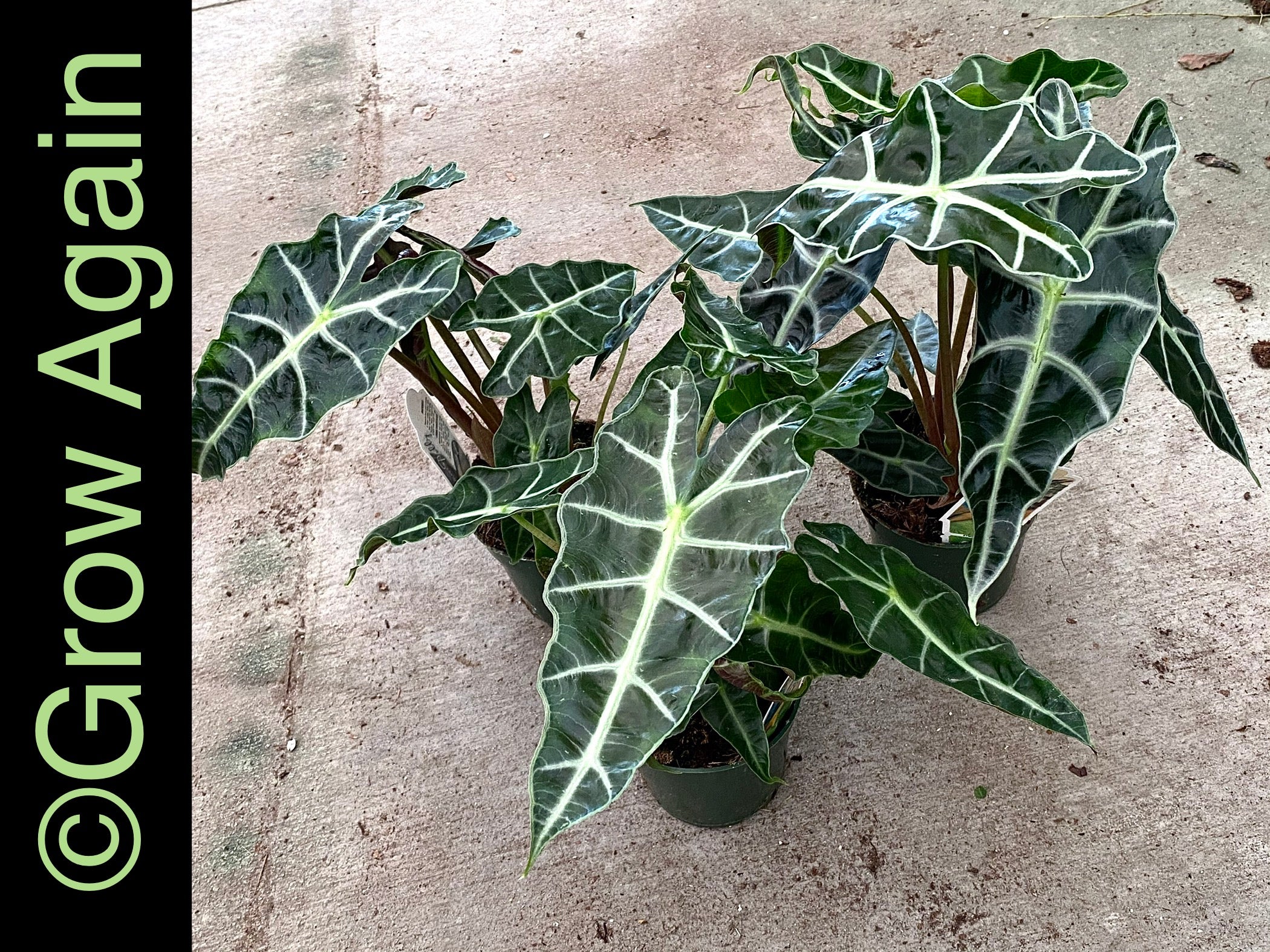 Alocasia Polly