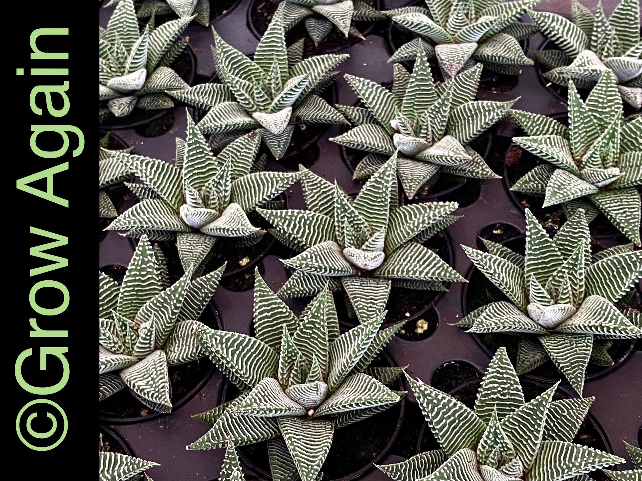 Haworthia Miami