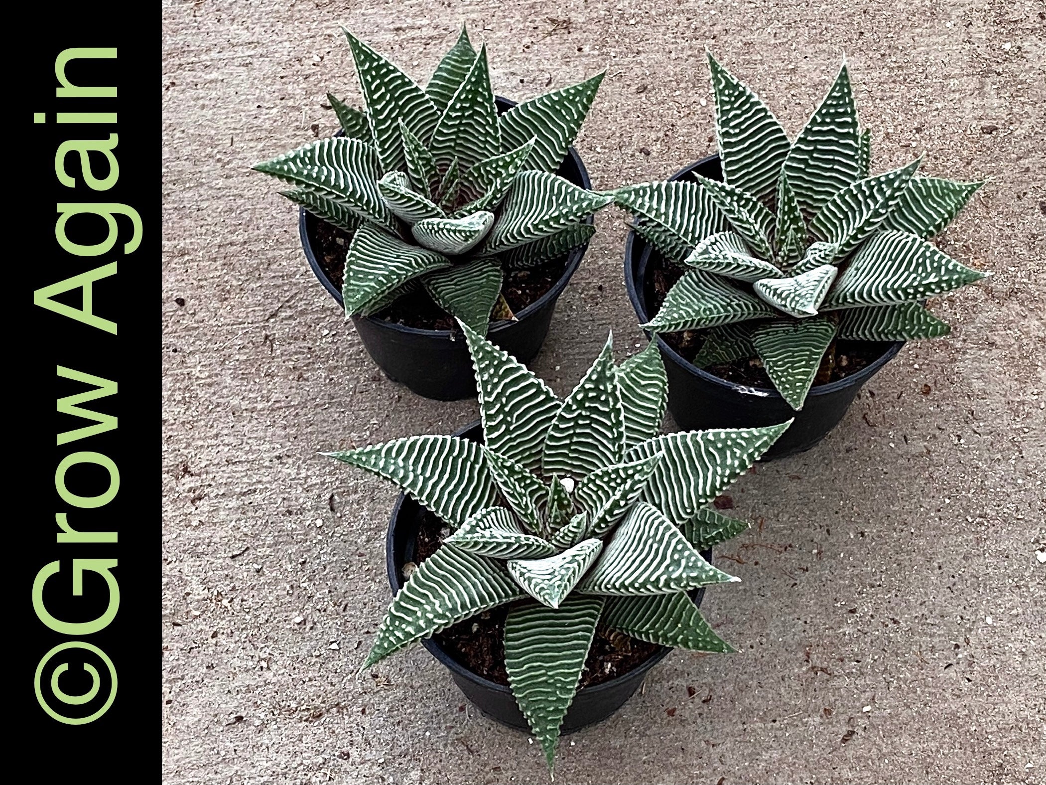 Haworthia Miami
