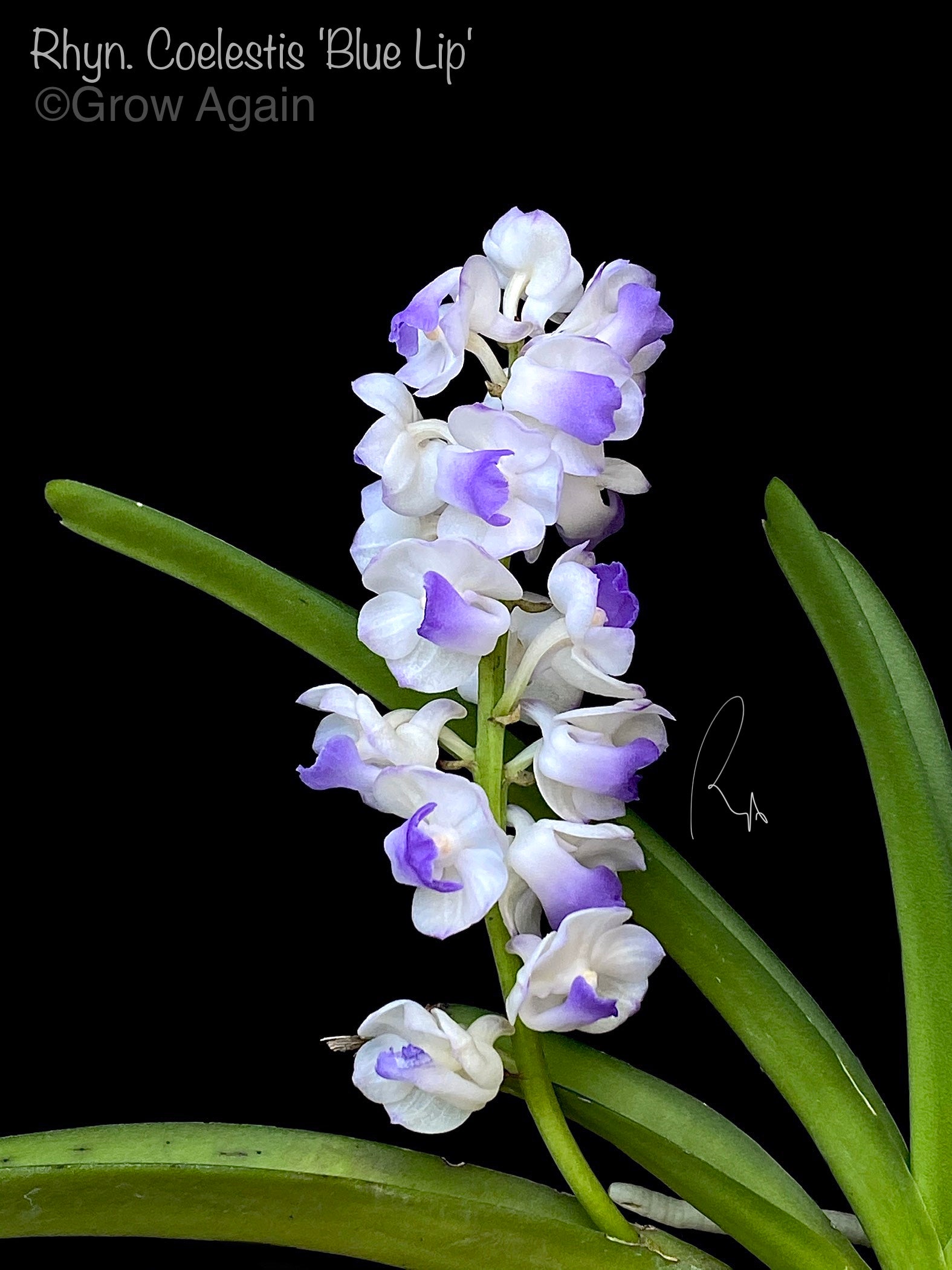 Rhy. Coelestis var. coerulea (Blue)