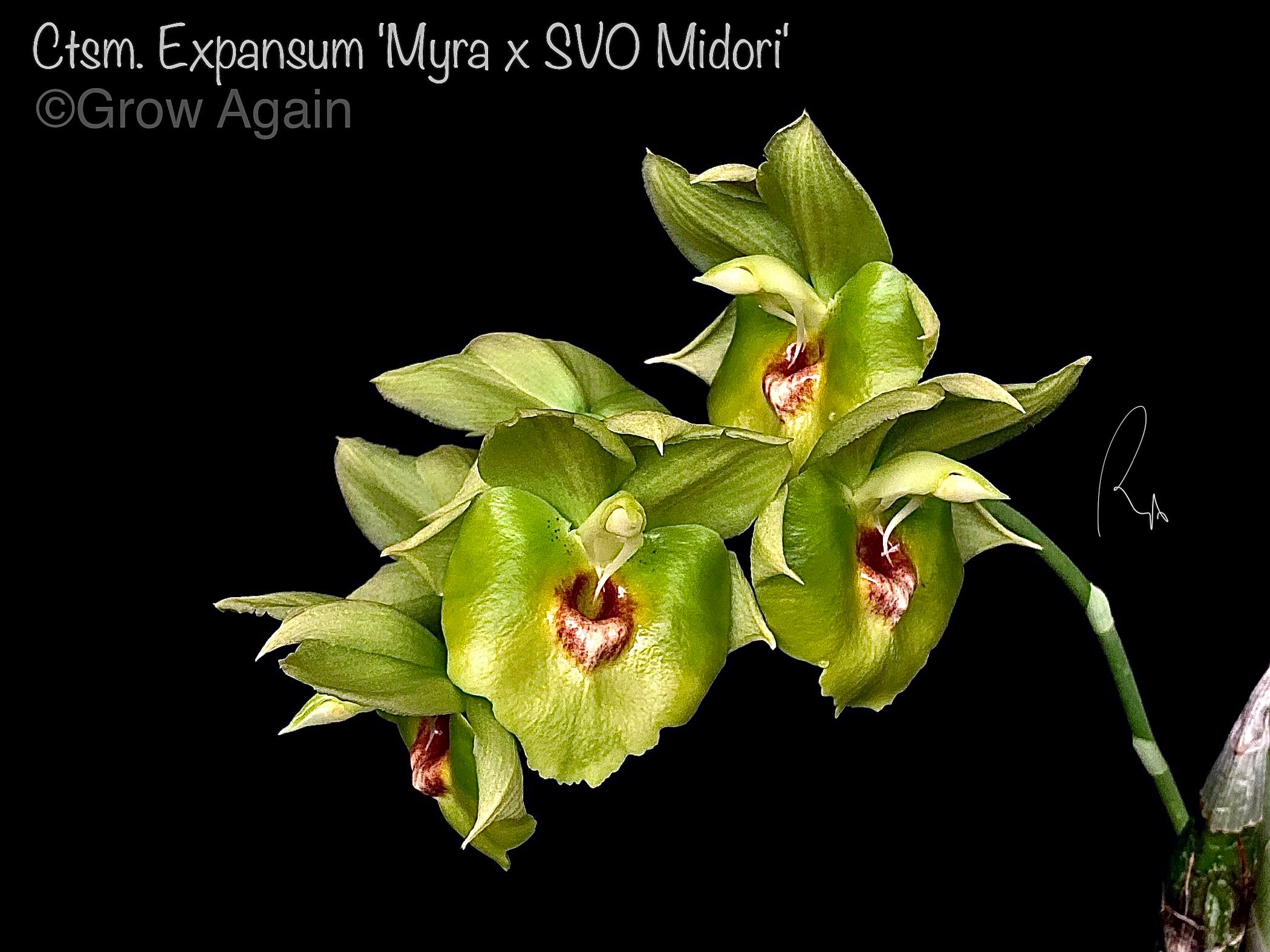 Ctsm. Expansum 'Myra x SVO Midori'