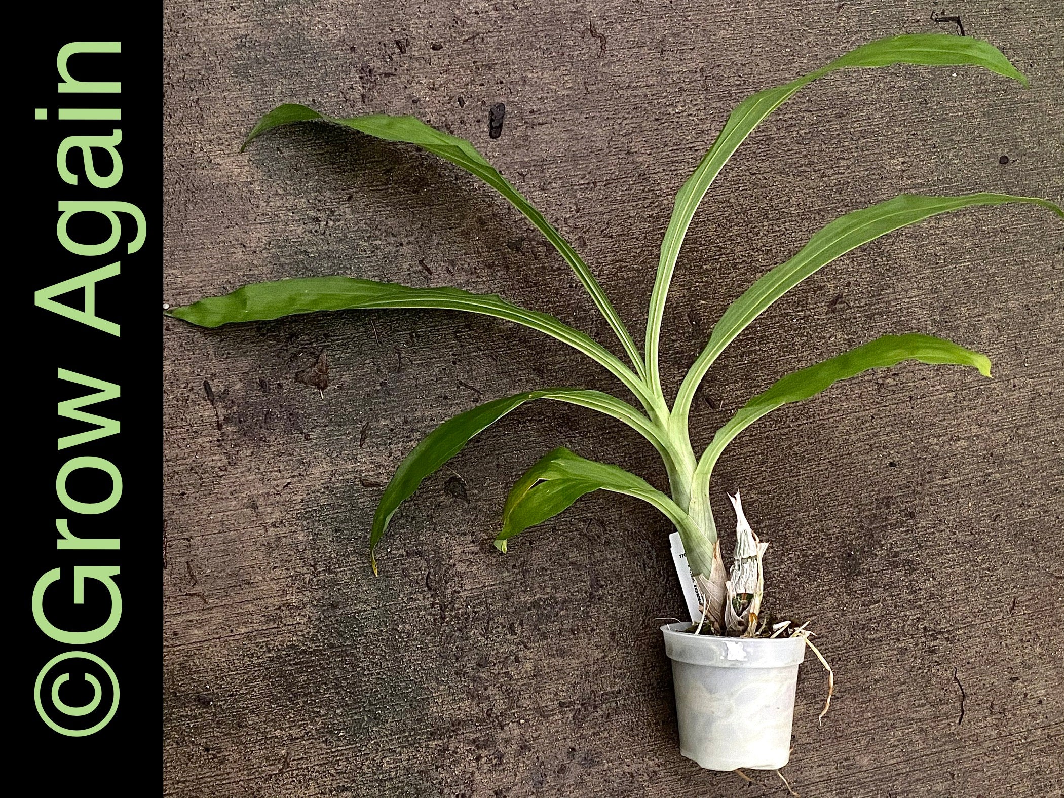 Ctsm. Expansum 'Myra x SVO Midori'