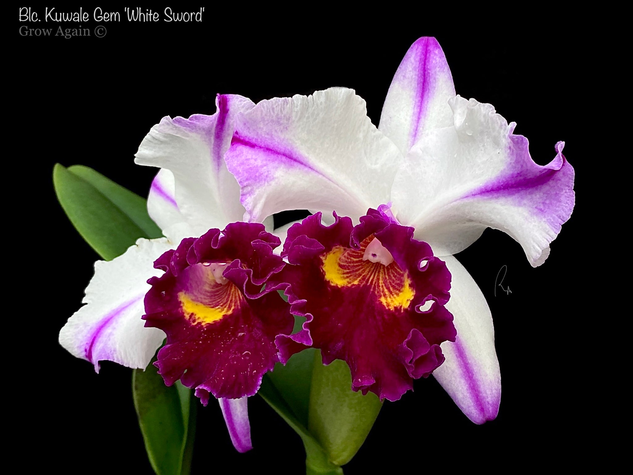 Rlc. Kulwale Gem 'White Sword' – Grow Again Orchids