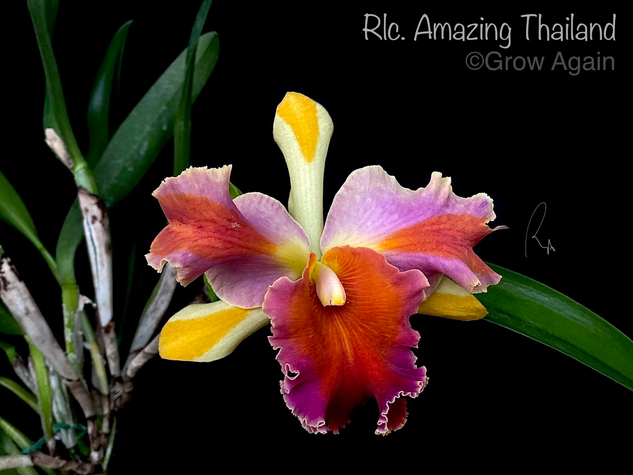 Rlc. Amazing Thailand