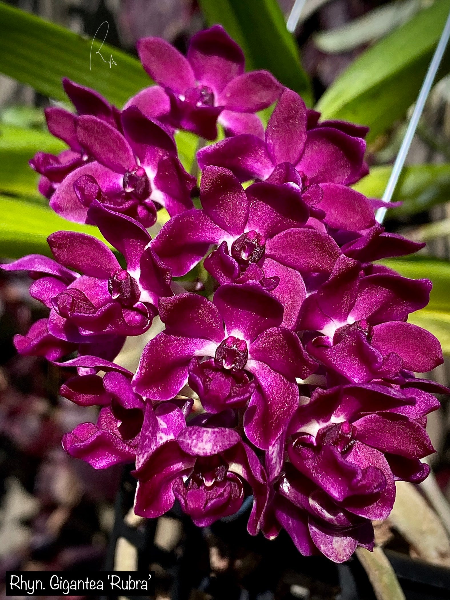 Rhy. Gigantea 'Red'