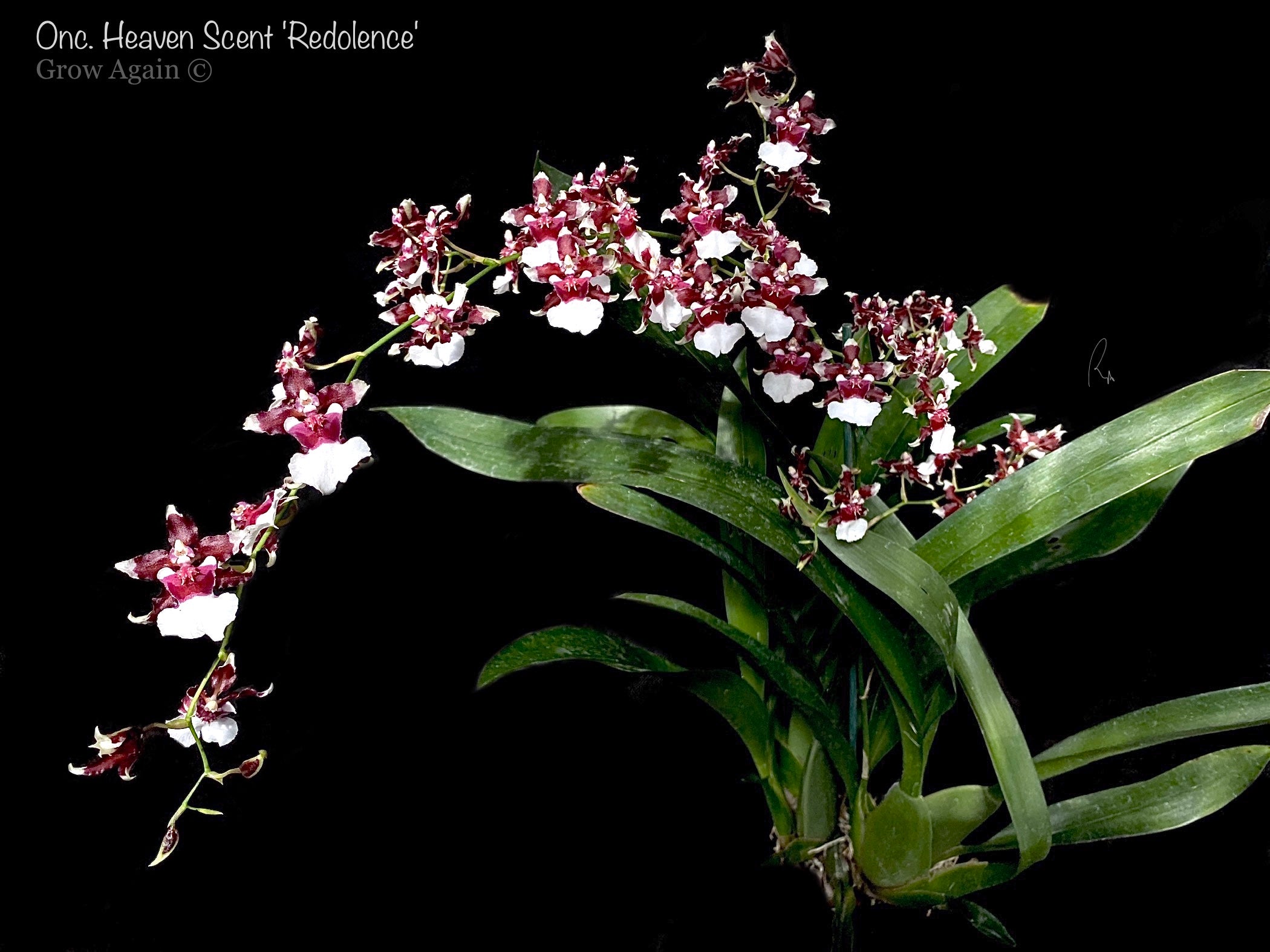 Onc. Heaven Scent