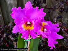 Load image into Gallery viewer, Blc. Akatsuka 50th Anniversary &#39;Volcano Queen&#39;
