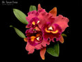 Blc. Taiwan Focus