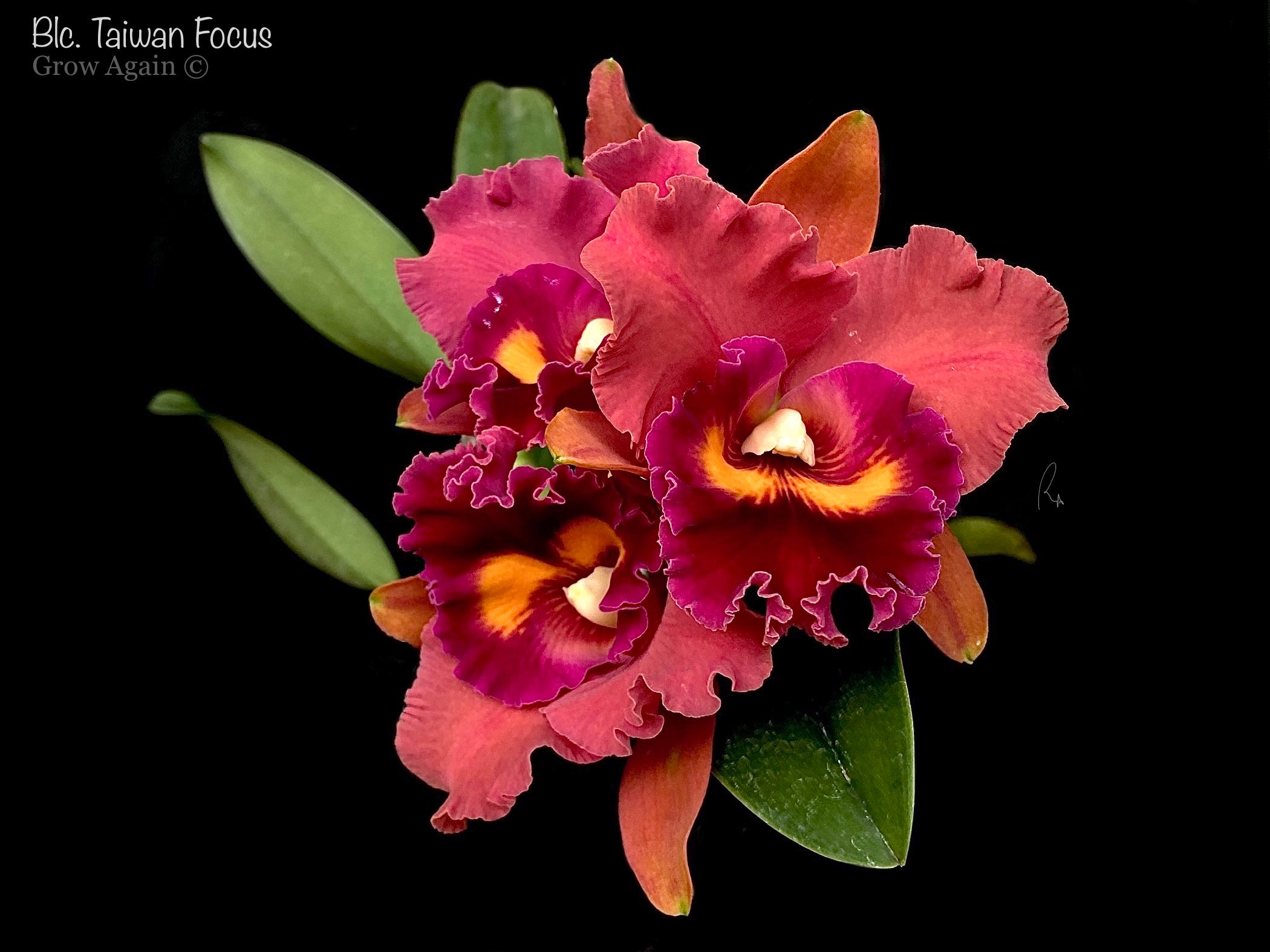 Blc. Taiwan Focus