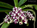 Rhy. Gigantea 'Cartoon'