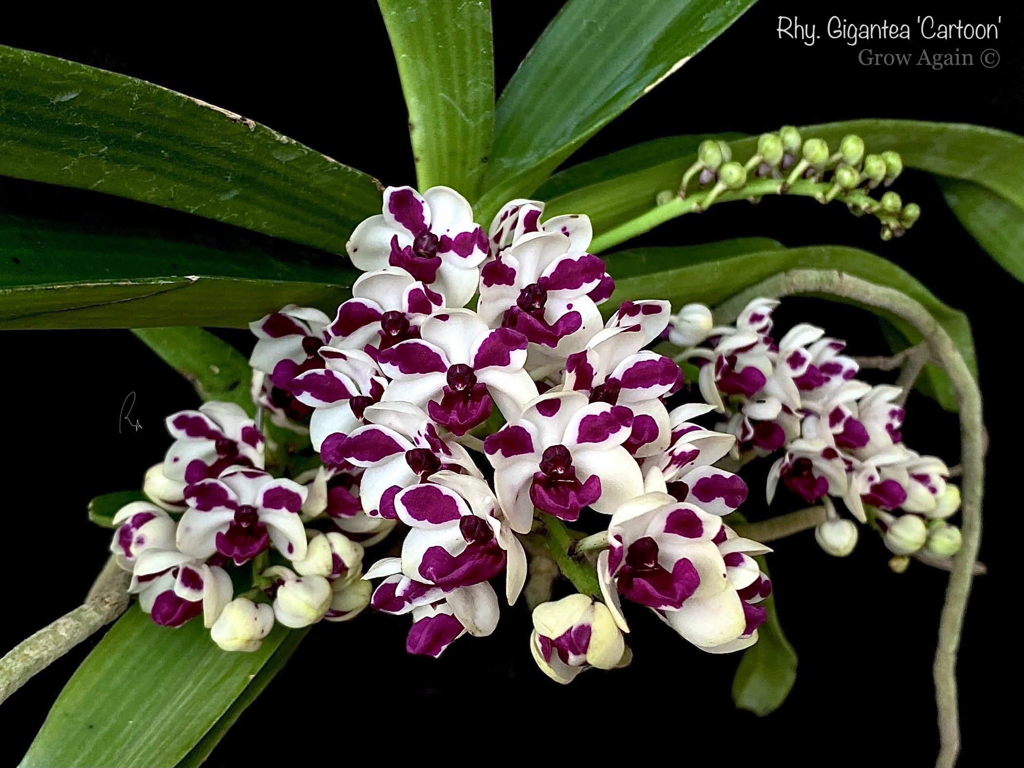 Rhy. Gigantea 'Cartoon'