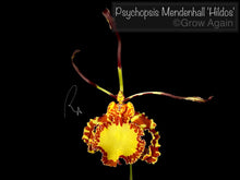 Load image into Gallery viewer, Psychopsis Mendenhall &#39;Hildos&#39;
