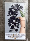 Ctsm. Fdk After Dark 'SVO Black Pearl'