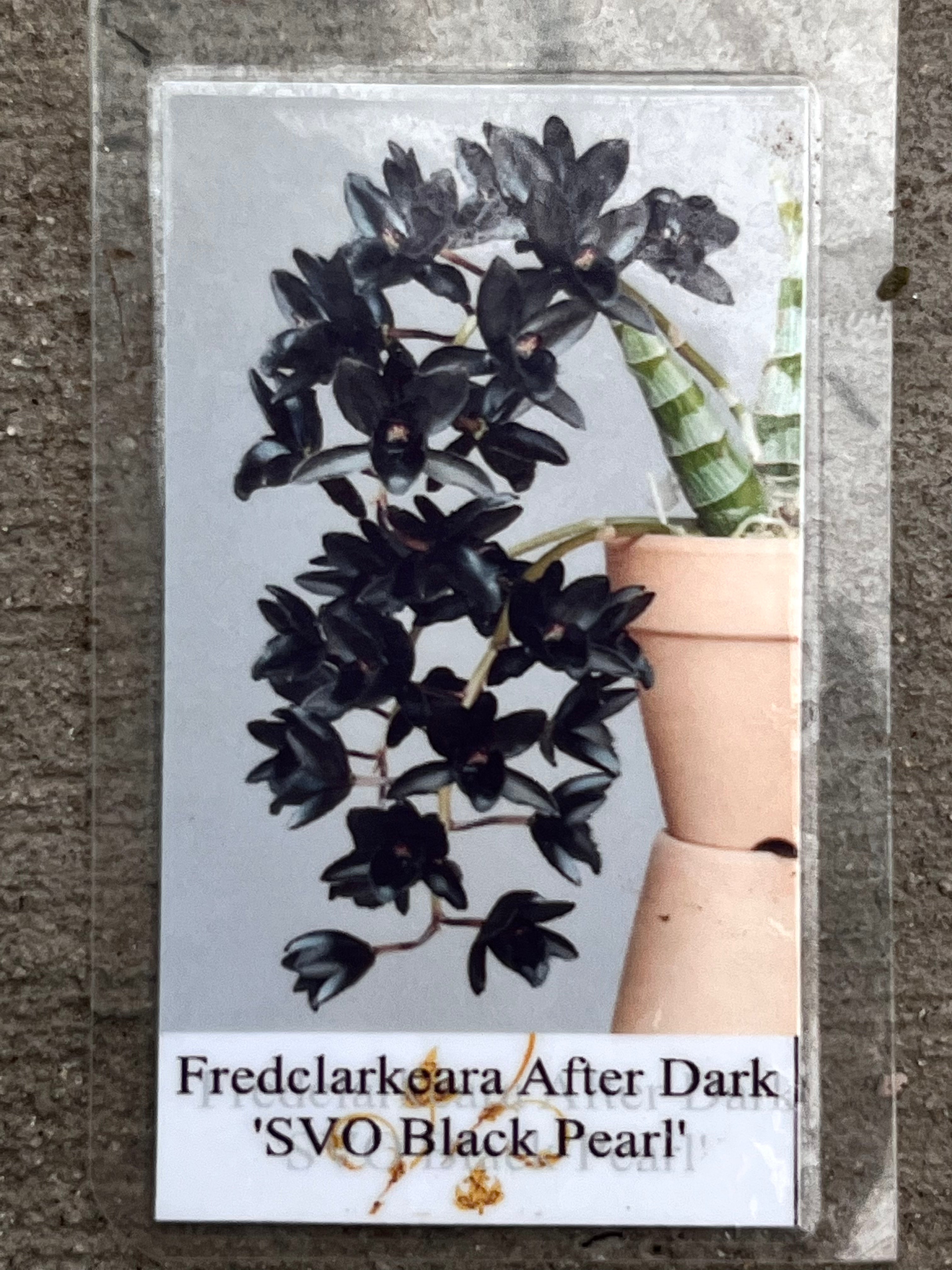Ctsm. Fdk After Dark 'SVO Black Pearl'