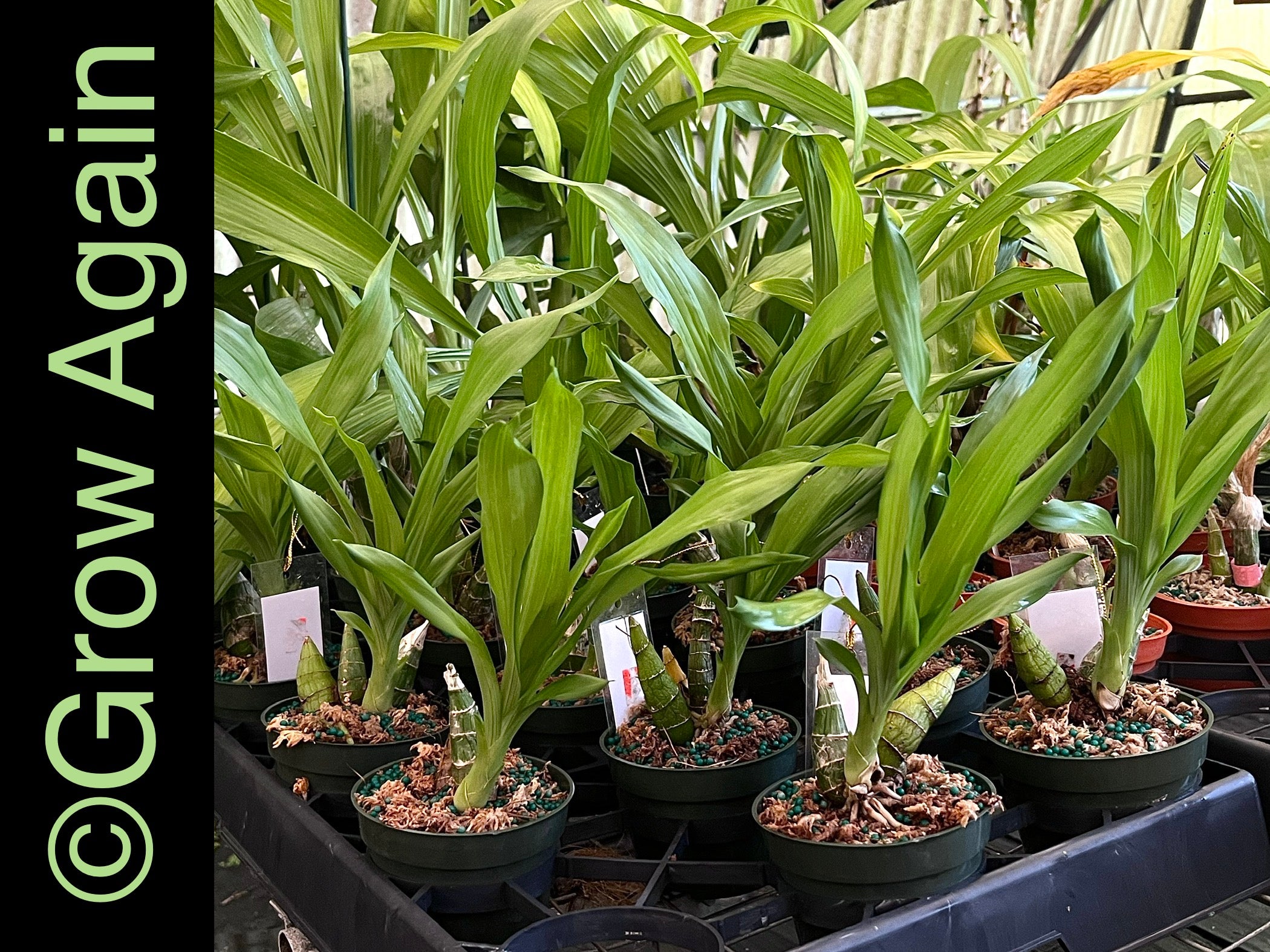 Ctsm. Fdk After Dark 'SVO Black Pearl'