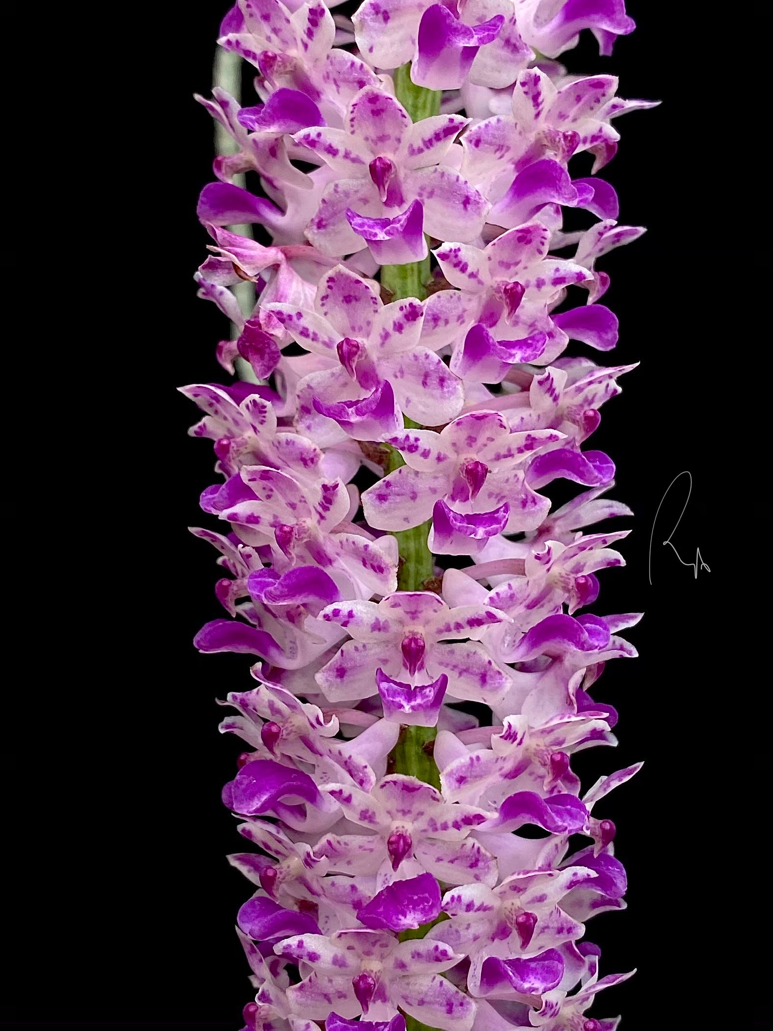 Rhy. Retusa