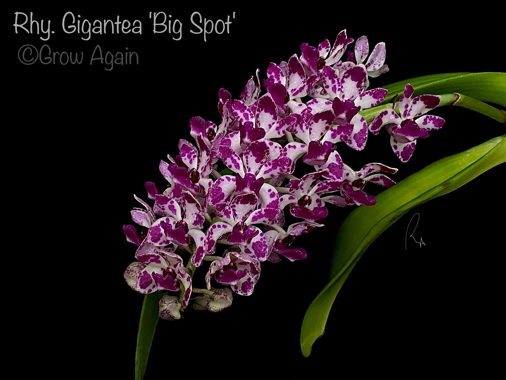 Rhy. Gigantea 'Big Spot'