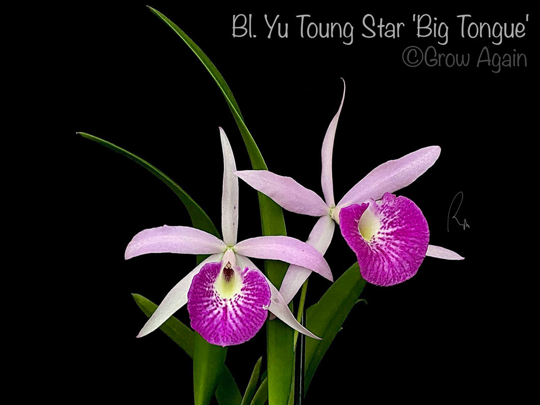 Bl. Yu Toung Star 'Big Tongue'