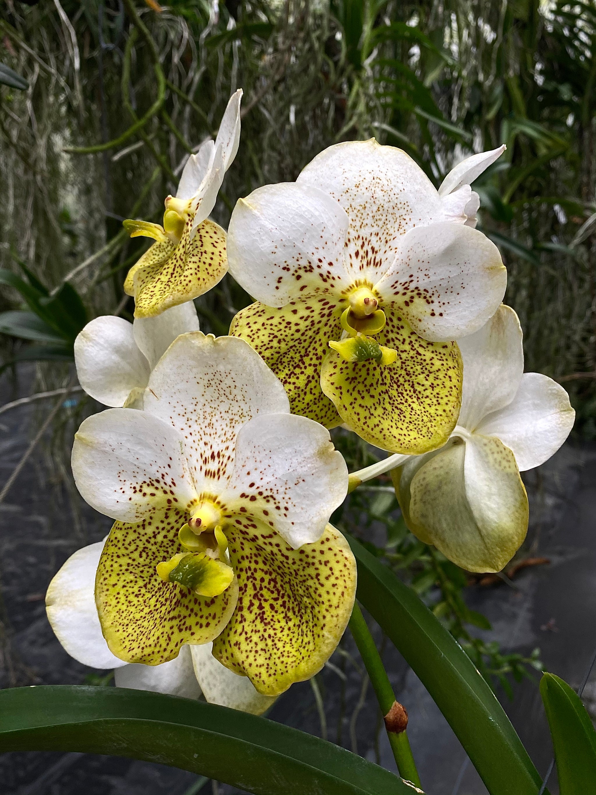 V. Prapathom Gold x Rasri Gold – Grow Again Orchids