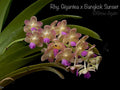 Rhy. Gigantea x Bangkok Sunset