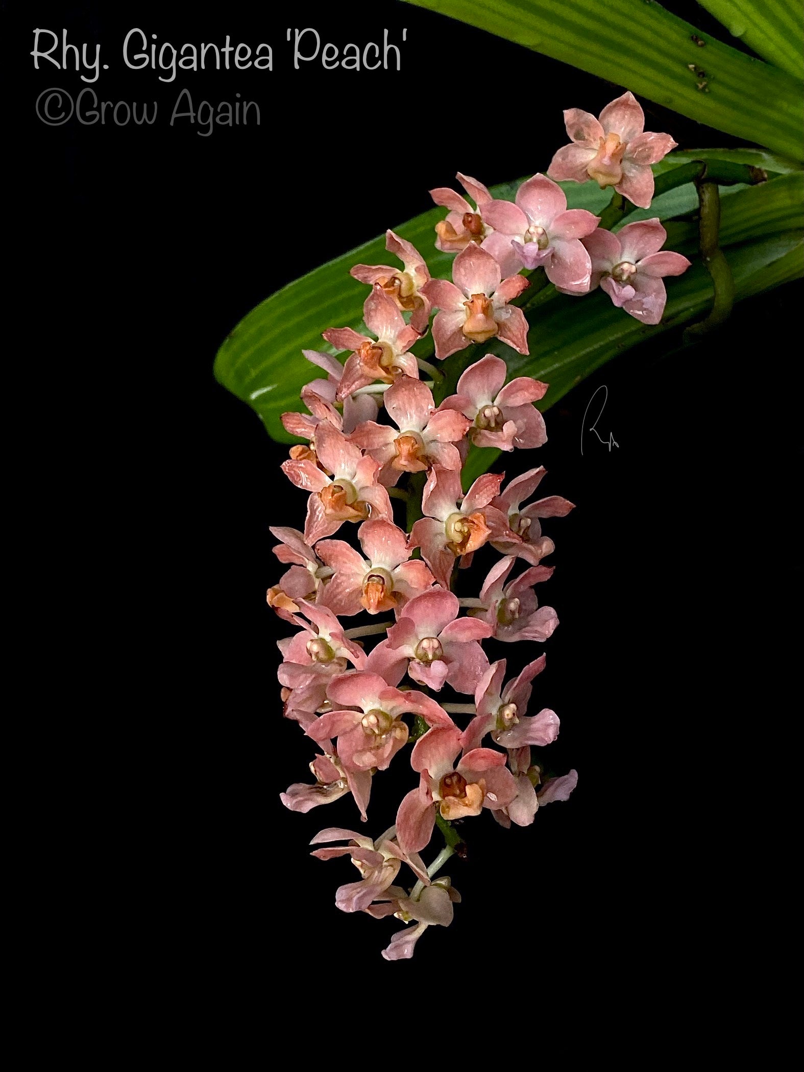 Rhy. Gigantea 'Peach'