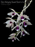 Den. Hsinying Sweet Scent var. semi alba
