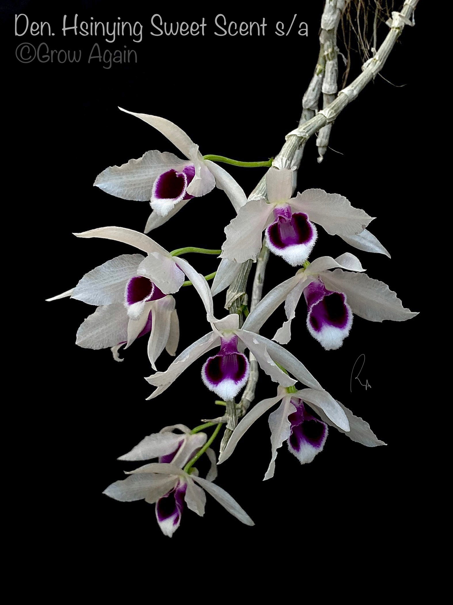 Den. Hsinying Sweet Scent var. semi alba