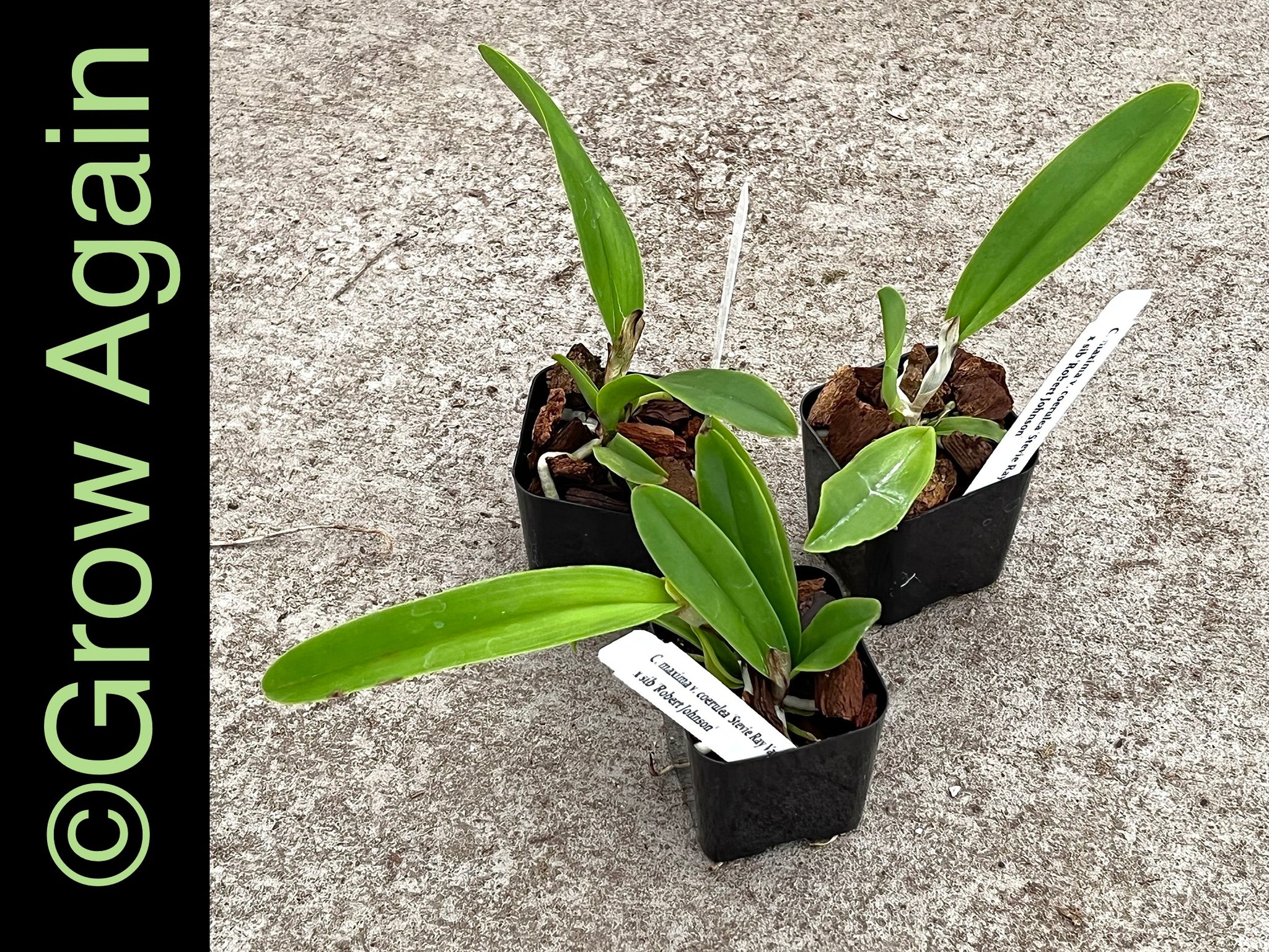 Cattleya Maxima var. coerulea (Stevie Ray Vaugham x sib Robert