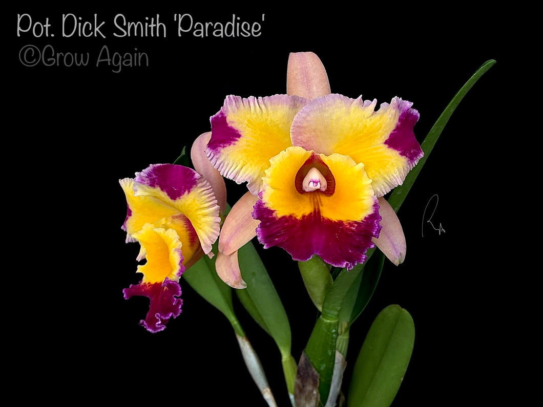 Pot. Dick Smith 'Paradise'