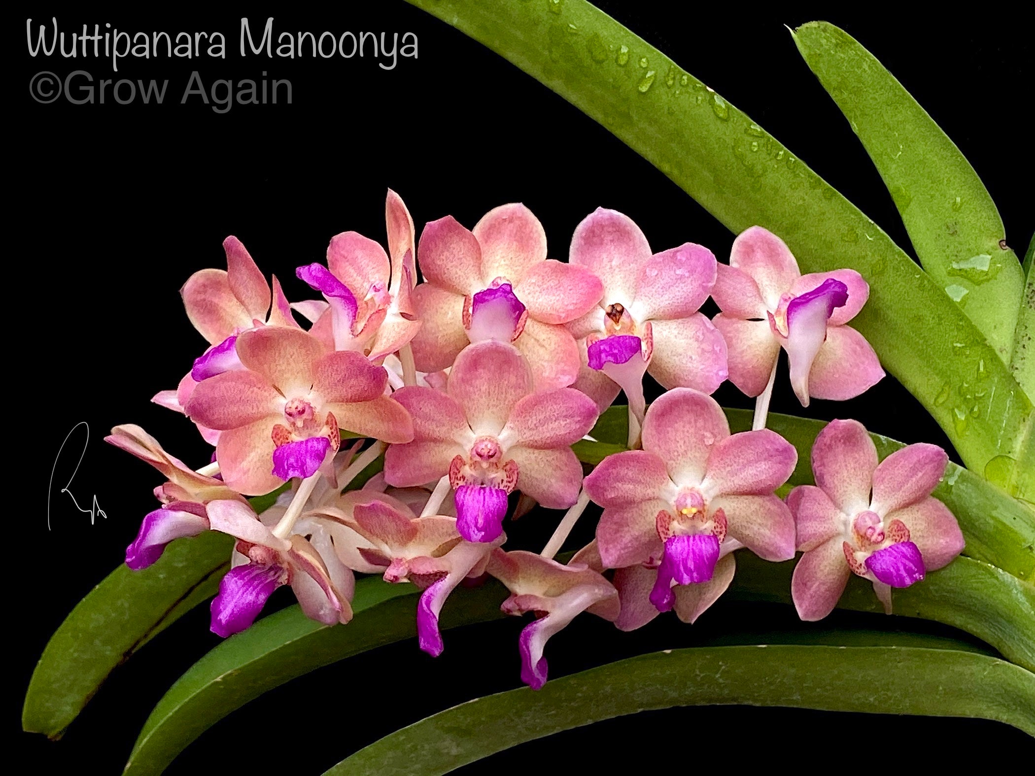 Wuttipanara Manoonya