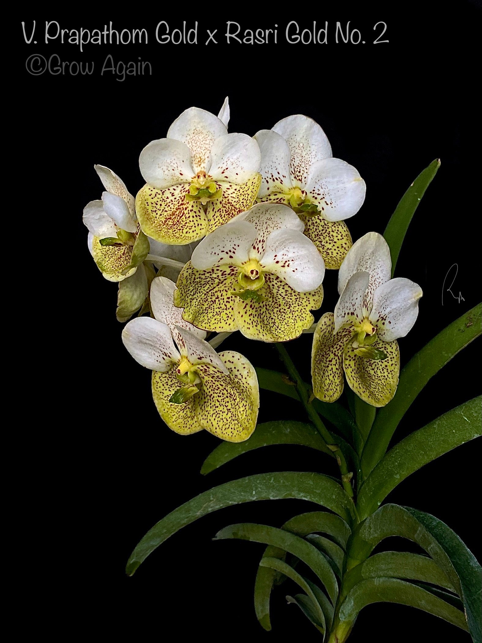 V. Prapathom Gold x Rasri Gold – Grow Again Orchids
