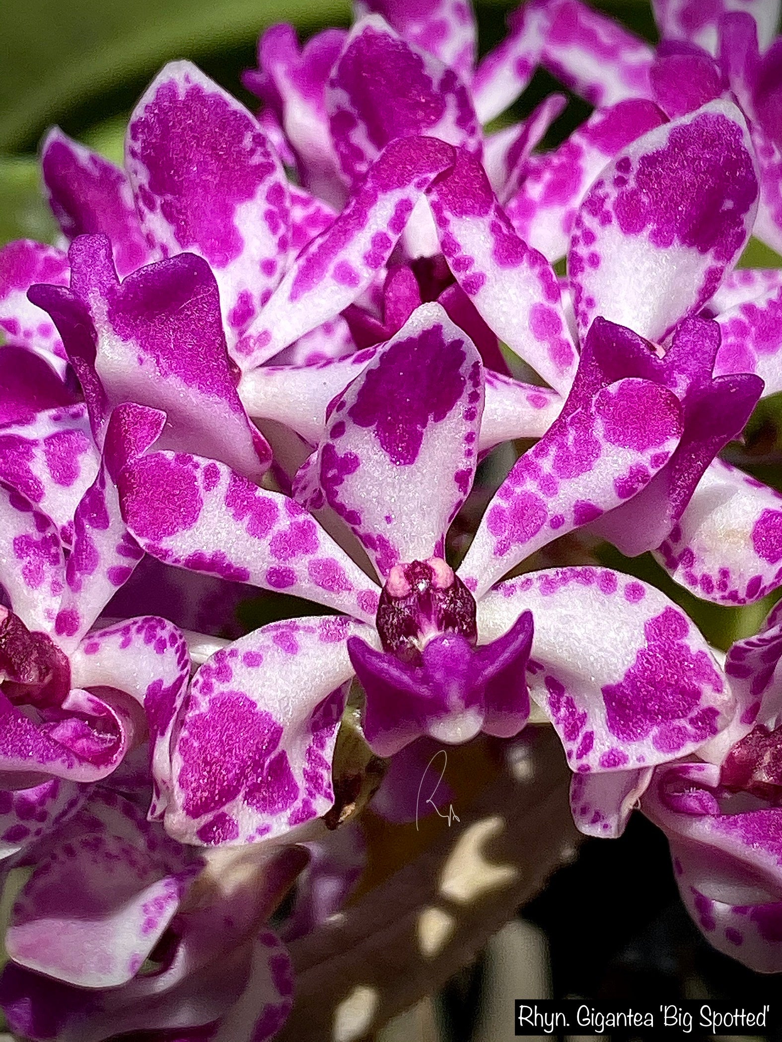 Rhy. Gigantea 'Big Spot'