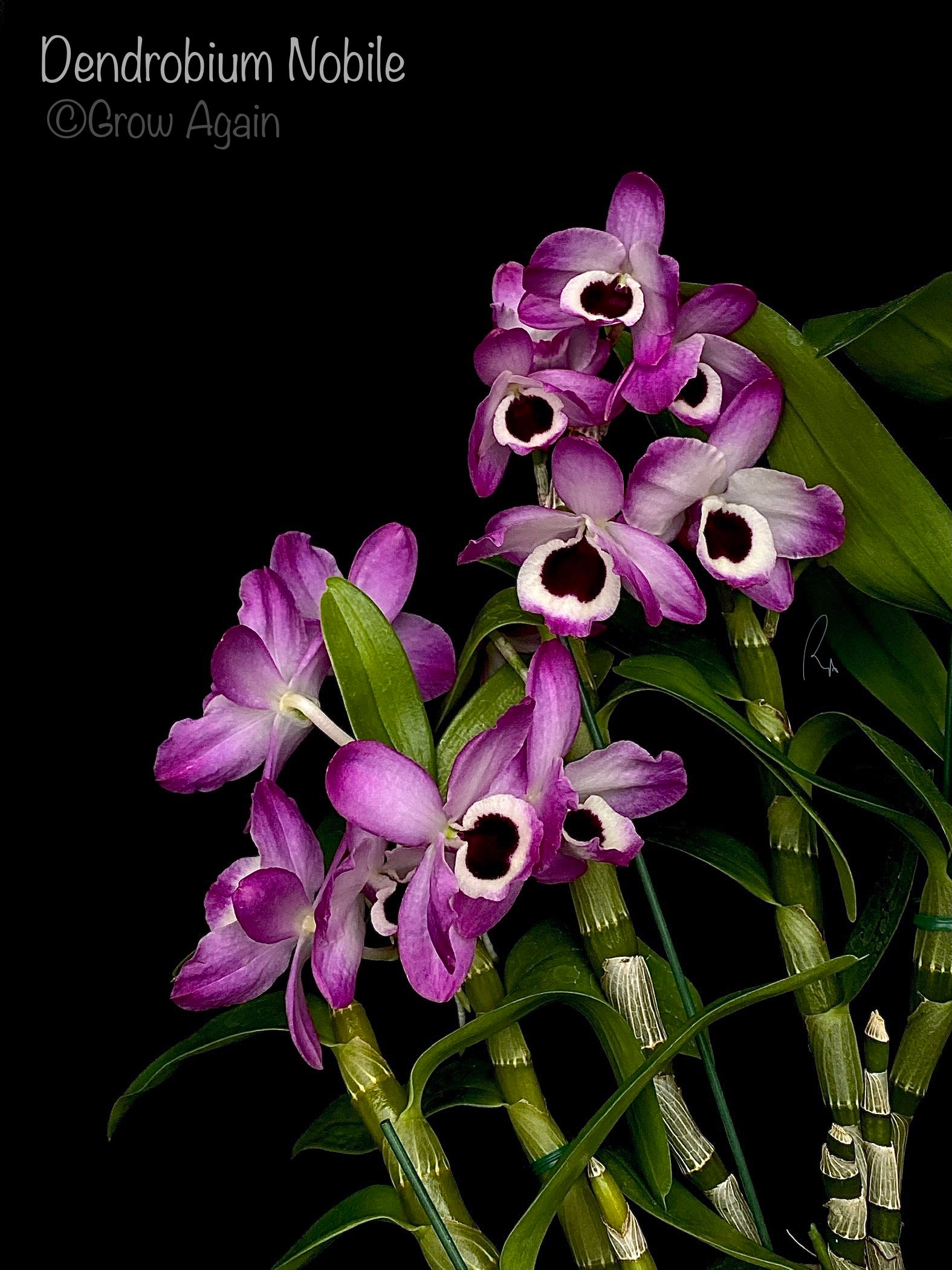 Dendrobium Nobile